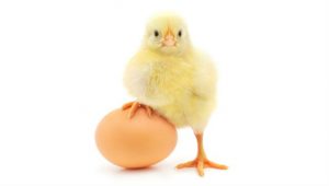 Cute chick resting one leg on an egg