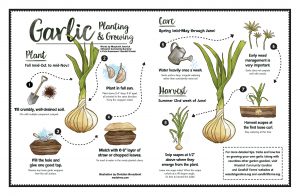 Instructions on growing your own garlic